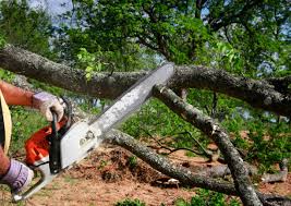 Best Stump Grinding and Removal  in Carlyle, IL